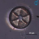 Actinoptychus senarius