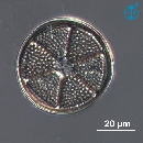 Actinoptychus senarius