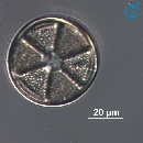 Actinoptychus senarius