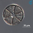 Actinoptychus senarius