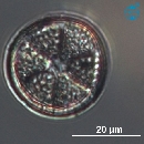 Actinoptychus senarius