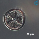 Actinoptychus senarius