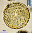 Actinoptychus senarius