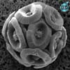 Coccolithus pelagicus