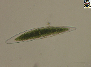 Closterium lunula var lunula