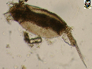 Trichocerca longiseta