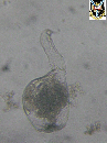 Pleiosoma truncatum