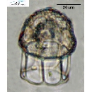 Dictyocysta reticulata