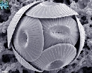 Coccolithus pelagicus pelagicus