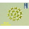 Pediastrum