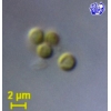 Pycnococcus provasolii