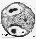 Pycnococcus provasolii