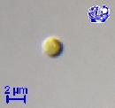 Pycnococcus provasolii