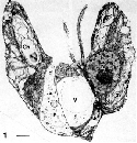 Halosphaera minor