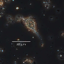 Neoceratium lineatum