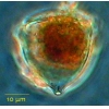 Craterella urceolata