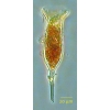 Ormsella trachelium