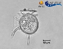 Dinophysis pusilla