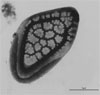 Mallomonas alata