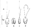 Pseudoscourfieldia marina