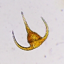 Neoceratium