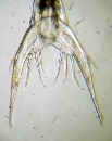 Liocarcinus holsatus