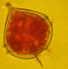 Protoperidinium steinii