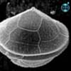 Protoperidinium subinerme