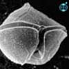 Protoperidinium subinerme