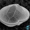 Protoperidinium subinerme