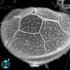 Protoperidinium subinerme