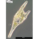 Neoceratium furca