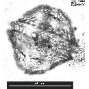 Protoperidinium thorianum