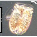 Dinophysis norvegica