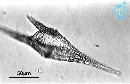 Neoceratium furca