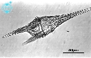 Neoceratium furca