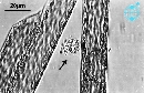 Rhizosolenia imbricata