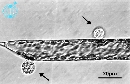 Rhizosolenia imbricata