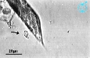 Rhizosolenia imbricata