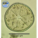 Actinoptychus senarius