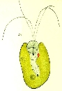 Pyramidomonas oltmannsii