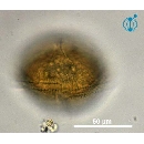 Protoperidinium ovatum