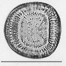Campylodiscus echeneis