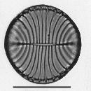Campylodiscus ralfsii