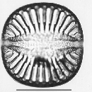 Campylodiscus fastuosus