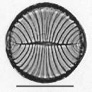 Campylodiscus ralfsii