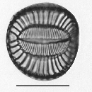 Campylodiscus samoensis