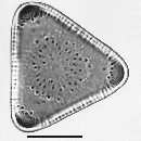 Triceratium sparsipunctatum