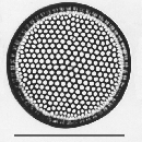 Thalassiosira nanolineata