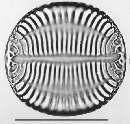 Campylodiscus iyengaarii